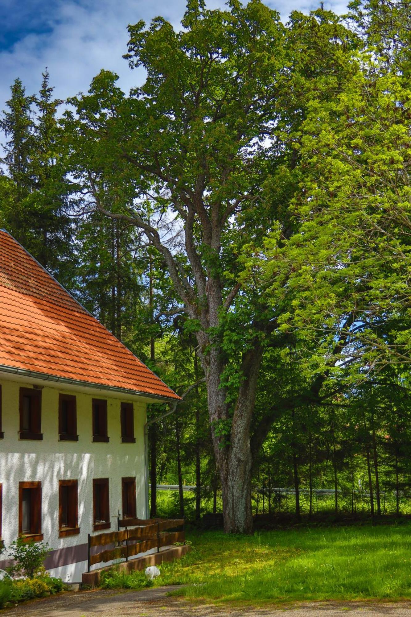 Gorwihl Schwarzwald Escape旅馆 外观 照片